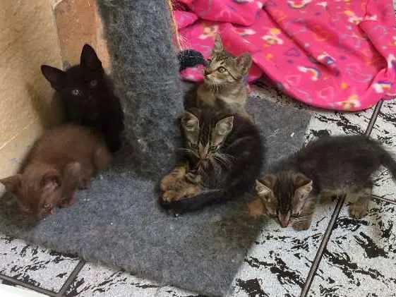 Gato ra a SRD idade 2 a 6 meses nome Salem, Lou, Ritchie 