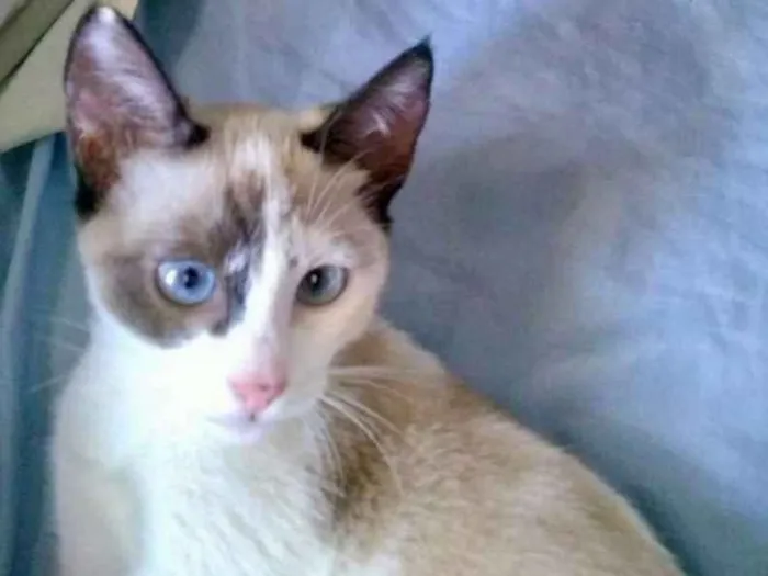 Gato ra a Siamês idade 2 a 6 meses nome Duquesa