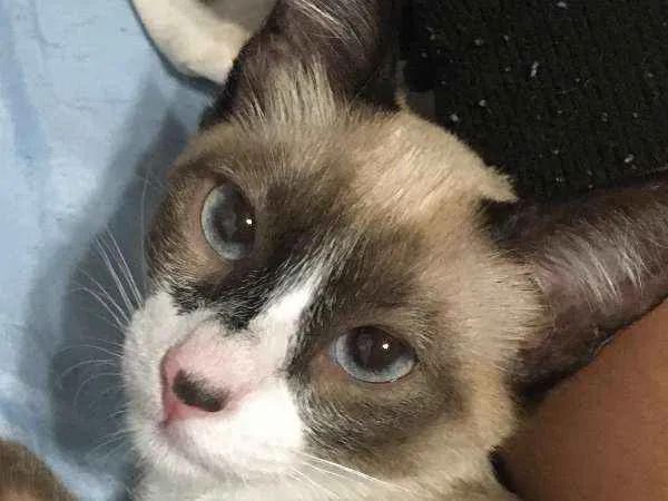 Gato ra a Siamês idade 2 a 6 meses nome O'Malley