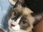 Gato raça Siamês idade 2 a 6 meses nome O'Malley