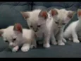 Bebês
