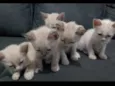 Bebês