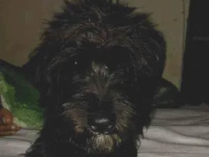 Cachorro raça Vira lata idade 7 a 11 meses nome Coisinha 