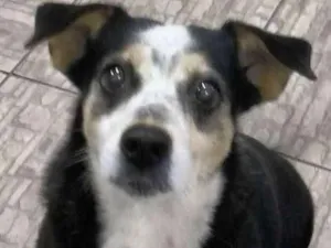 Cachorro raça srd idade 6 ou mais anos nome flecha