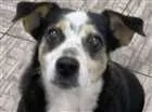 Cachorro raça srd idade 6 ou mais anos nome flecha