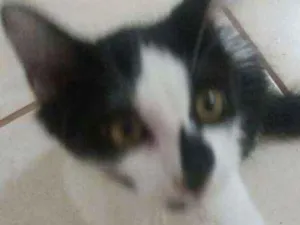 Gato raça SRD idade 2 a 6 meses nome Zeus