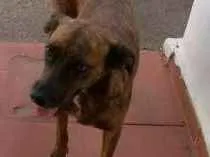Cachorro ra a Viralata idade 3 anos nome Lua