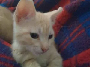 Gato raça SRD idade 2 a 6 meses nome Ray Charles