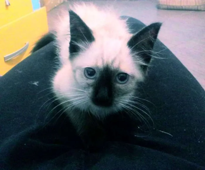 Gato ra a siamês idade 2 a 6 meses nome Berry