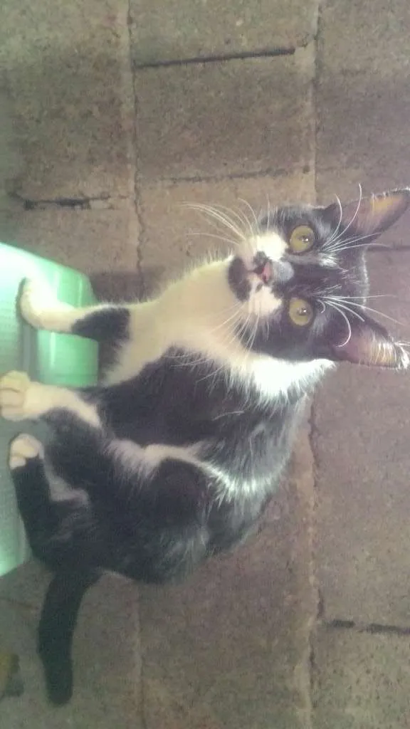 Gato ra a siamês idade 2 a 6 meses nome Berry