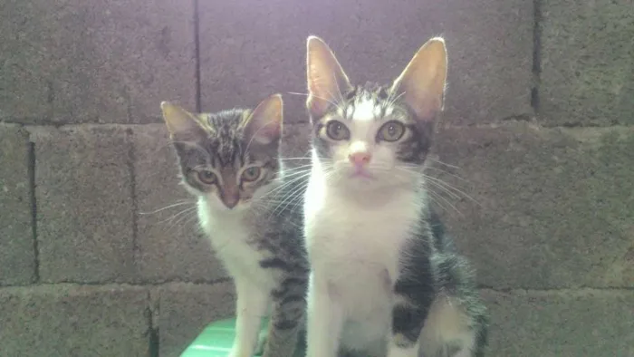 Gato ra a Rajados idade 2 a 6 meses nome joe e hanna