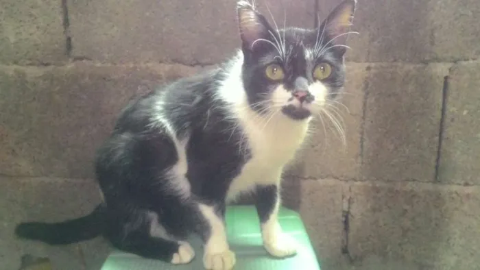 Gato ra a preto e branco idade 1 ano nome Nininho