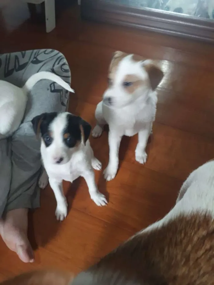 Cachorro ra a Indefinido idade 2 a 6 meses nome Sem nome