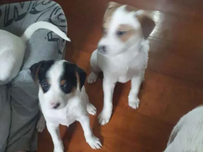 Cachorro ra a Indefinido idade 2 a 6 meses nome Sem nome