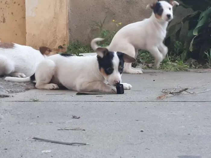 Cachorro ra a Indefinido idade 2 a 6 meses nome Sem nome