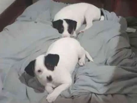 Cachorro ra a Indefinido idade 2 a 6 meses nome Sem nome