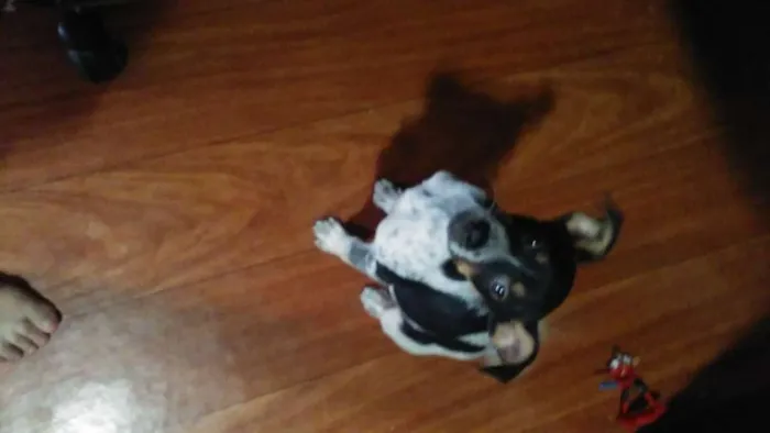 Cachorro ra a Vira Lata idade 2 a 6 meses nome Rajado