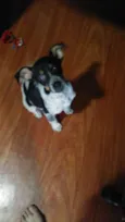 Rajado