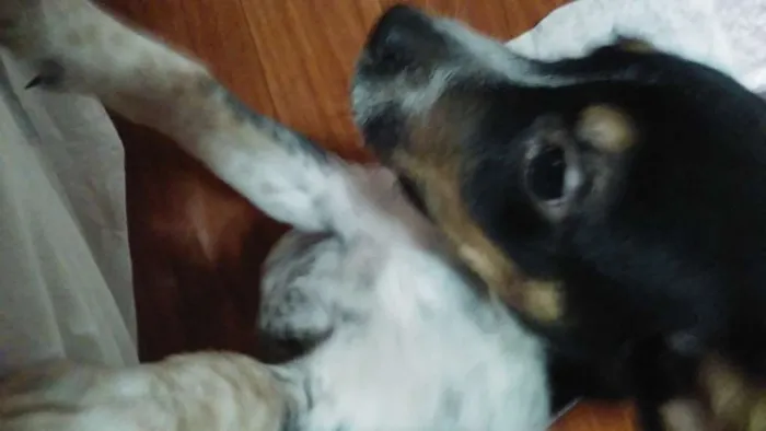 Cachorro ra a Vira Lata idade 2 a 6 meses nome Rajado
