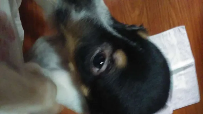Cachorro ra a Vira Lata idade 2 a 6 meses nome Rajado