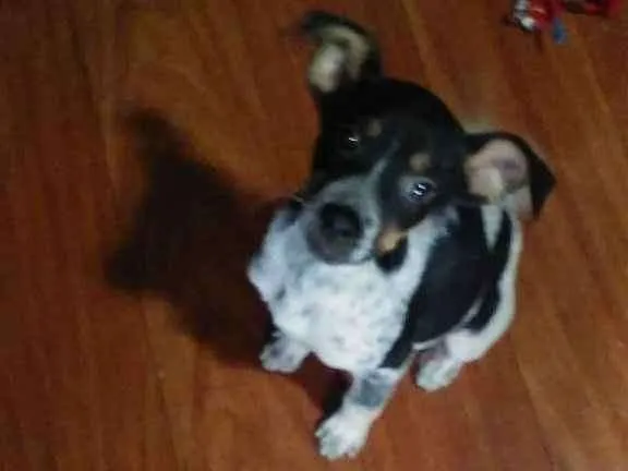Cachorro ra a Vira Lata idade 2 a 6 meses nome Rajado