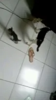 Gatinhos