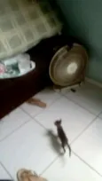 Gatinhos