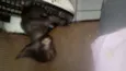 Gatinhos