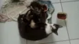 Gatinhos