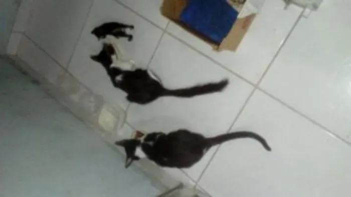 Gato ra a Vira lata idade Abaixo de 2 meses nome Gatinhos