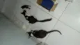 Gatinhos