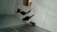 Gatinhos