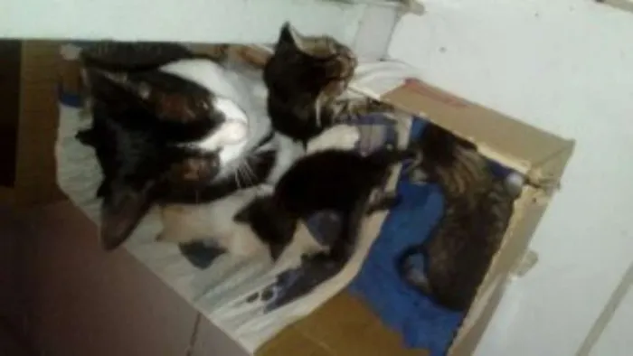Gato ra a Vira lata idade Abaixo de 2 meses nome Gatinhos