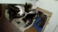 Gatinhos