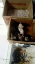 Gatinhos