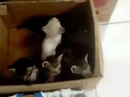 Gato ra a Vira lata idade Abaixo de 2 meses nome Gatinhos