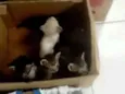Gatinhos