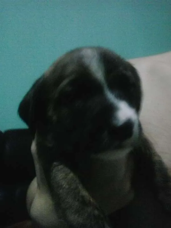 Cachorro ra a vira-lata idade  nome kelly