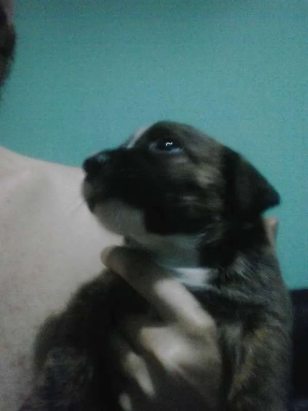 Cachorro ra a vira-lata idade  nome kelly