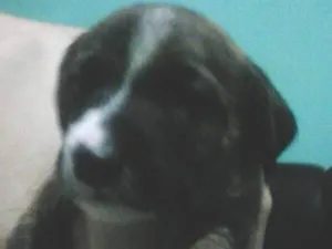 Cachorro raça vira-lata idade  nome kelly