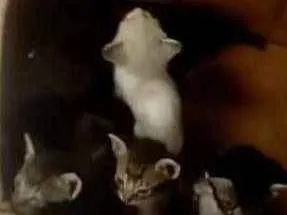 Gato raça Vira lata idade Abaixo de 2 meses nome Gatinhos