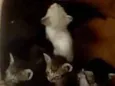 Gatinhos