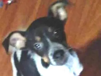 Cachorro ra a Vira Lata idade 2 a 6 meses nome Rajado