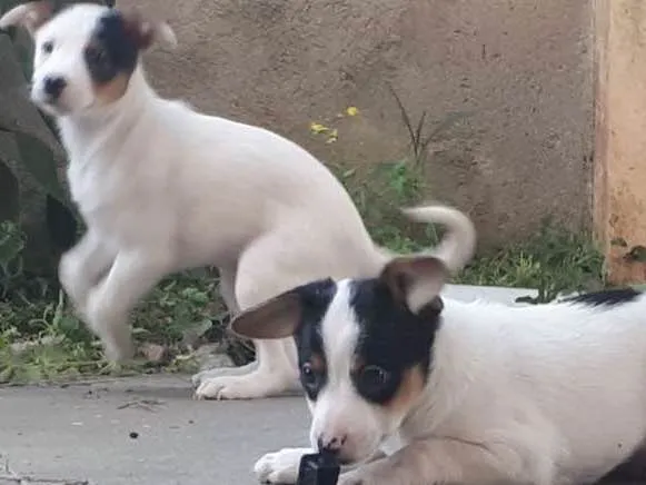 Cachorro ra a Indefinido idade 2 a 6 meses nome Sem nome