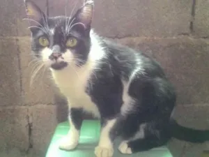 Gato raça preto e branco idade 1 ano nome Nininho