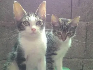 Gato raça Rajados idade 2 a 6 meses nome joe e hanna
