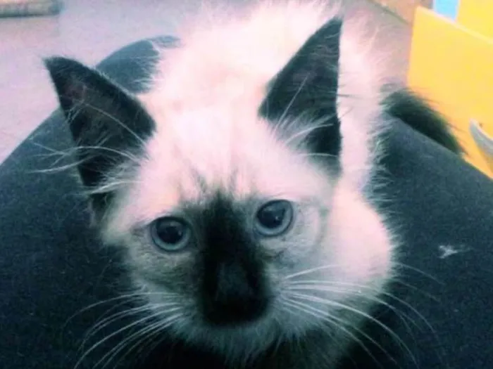 Gato ra a siamês idade 2 a 6 meses nome Berry