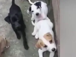 Cachorro raça SRD idade 2 a 6 meses nome sem nome