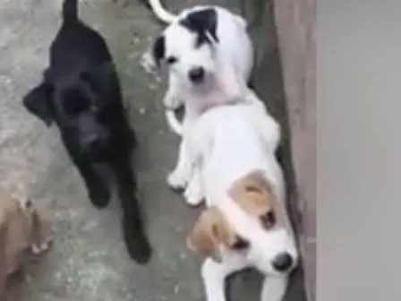 Cachorro ra a SRD idade 2 a 6 meses nome sem nome