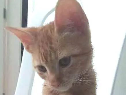 Gato ra a SRD idade 2 a 6 meses nome Magneto